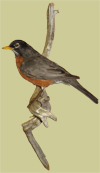 l-american robin