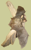 l-langøret_flaggermus-03 l-langøret_flaggermus-03