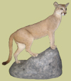 l-puma-argentina l-puma-argentina